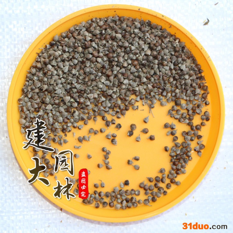 荆条种子荆条 牡荆种子 保湿灌木种子 黄荆柴种子 当年采摘 保证