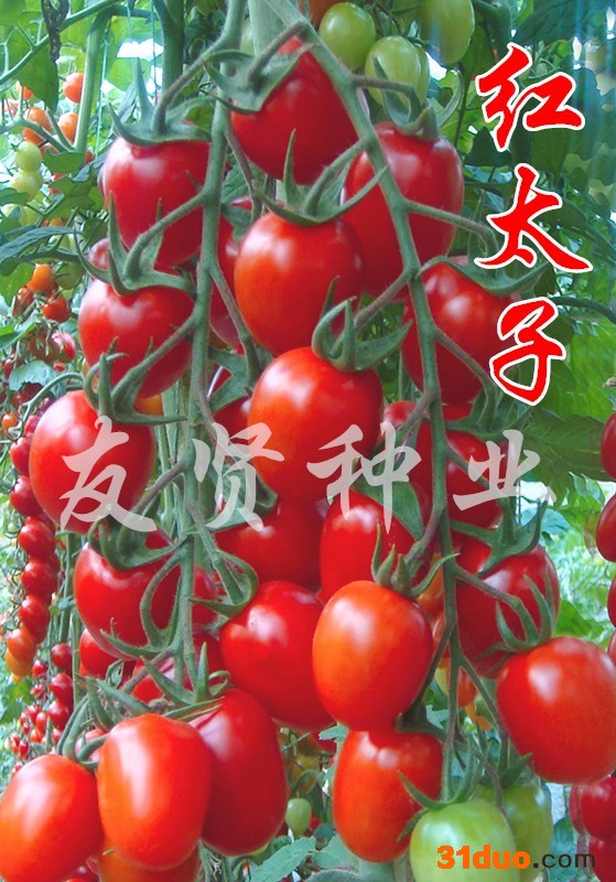 红太子番茄种子红色樱桃番茄种子西红柿种子