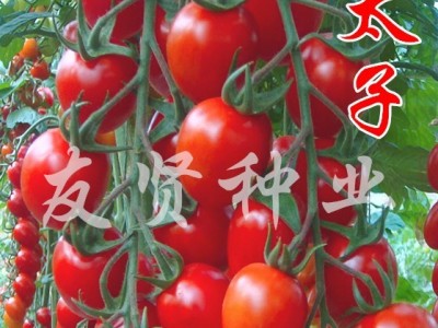 红太子番茄种子红色樱桃番茄种子西红柿种子