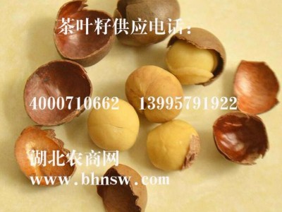 自主 茶叶籽产地供应茶叶籽价格优惠茶叶子种子量大优惠品质保证