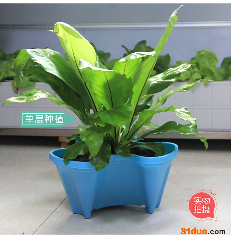 【河北润康园** 无土栽培花盆 水培花卉 阳台种菜蝴蝶盆 无土栽培设备专用花卉绿植静水