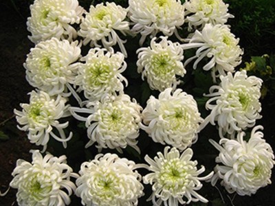 菊花泉乡万胜 大厅花卉 室内庭院花卉绿植