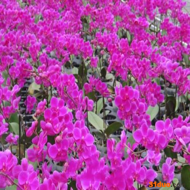 家万兴  花卉植被培育  紫色蝴蝶兰