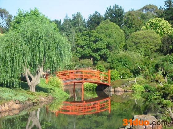 专业 树木花卉种植修剪,移植,伐树,修剪,大树修复.