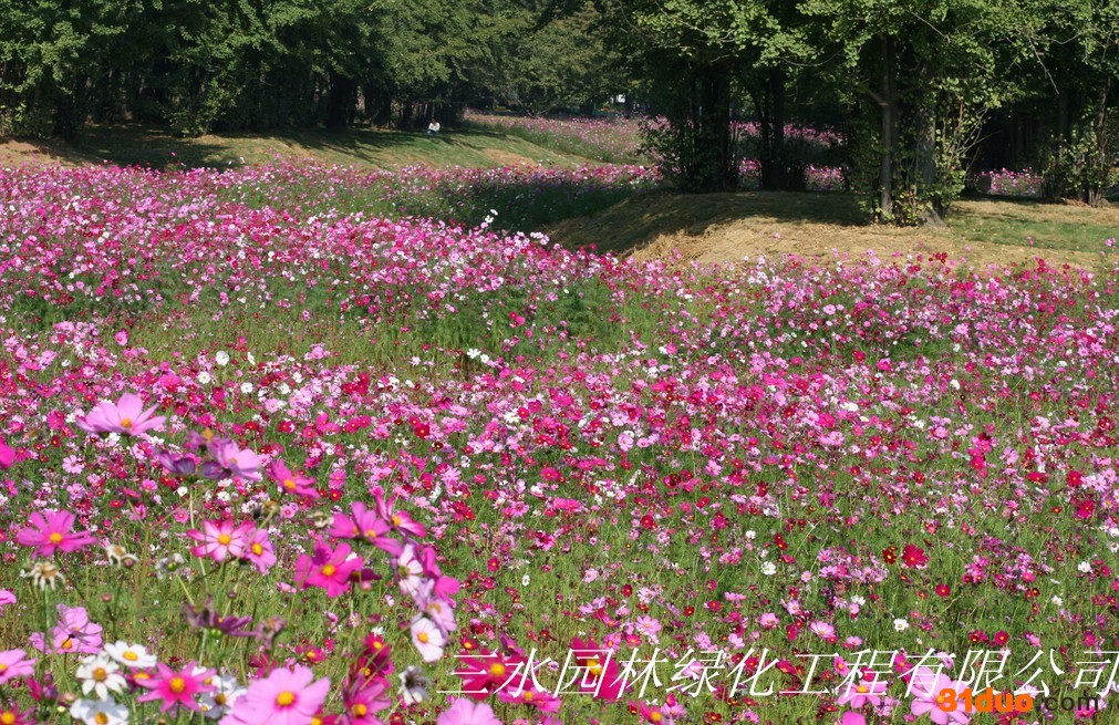 广东一、二年生花卉价格广东花种子批发零售