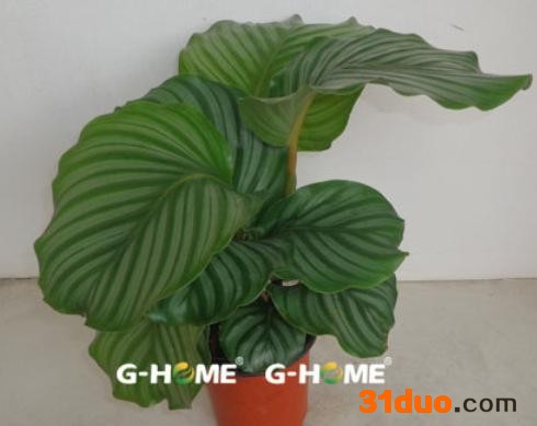 室内花卉盆栽 苹果竹芋（140#）东星花场直销