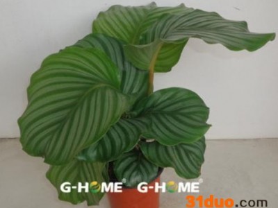 室内花卉盆栽 苹果竹芋（140#）东星花场直销