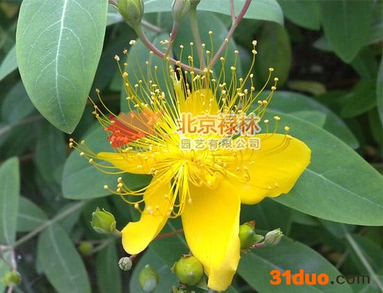 供应北京禄林金丝桃金丝桃种子 土连翘 花卉种子