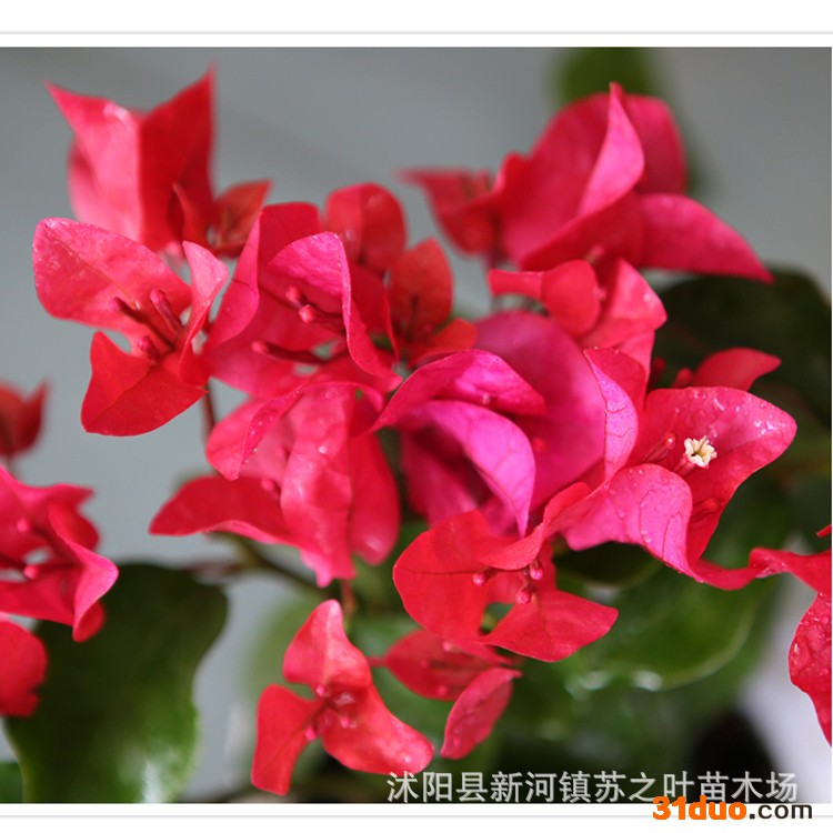 三角梅苗 多肉植物 三角梅重瓣苗大苗 常绿灌木招财盆栽花卉