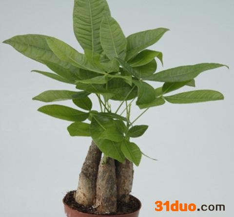 室内花卉小盆栽植物（110#）三杆发财树东星花场直销