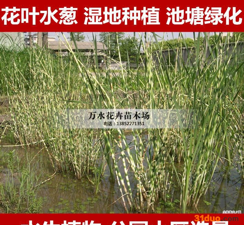 水生花卉地被植物水体生态绿化植物盆栽花叶水葱苗湿地种植可盆栽