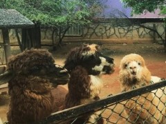 许茹芸遇羊驼显尴尬 网友：你真是铁扇奥特曼？