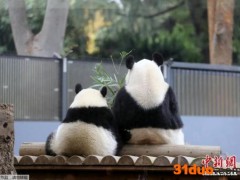 添丁进口！旅日大熊猫“香香”妈妈产下两只宝宝