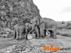 “象群正在成为国际明星”