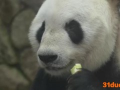 旅日大熊猫“永明”喜获父亲节礼物 已有16个“孩子”(图)