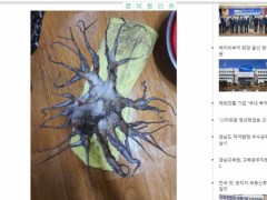 韩国渔民发现32条“腿”章鱼，“有生以来第一次见到”(图)