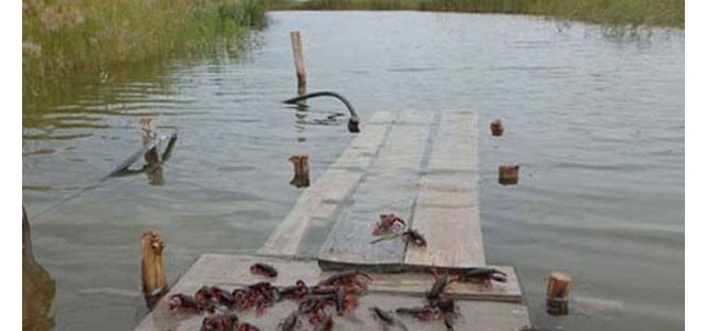 小龙虾养殖课堂：不同时段的投喂管理要点