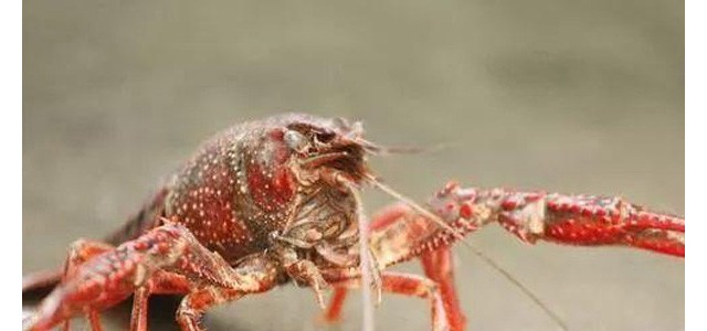 小龙虾养殖：池塘水环境管理的三大窍门