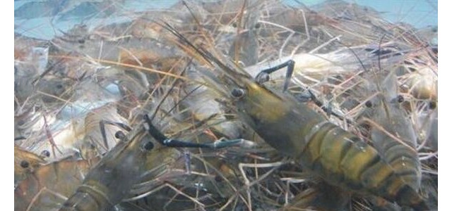 台风“安比”带来强降雨天气，水产养殖户该如何应对