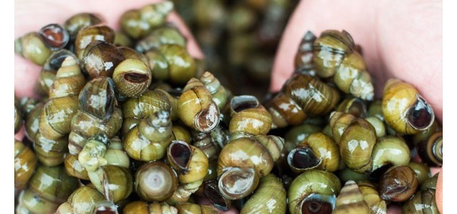 养殖：养殖户如何挑选螺蛳？如何选择投放时间？