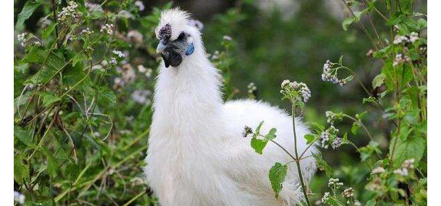 乌鸡养殖技巧分享：如何对乌鸡强制换羽？