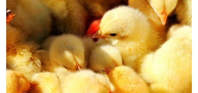 幼鸡如何预防禽流感？养鸡户必看！