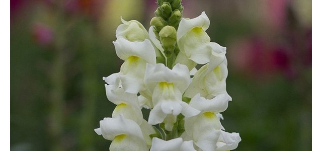 金鱼草的养殖方法和注意事项