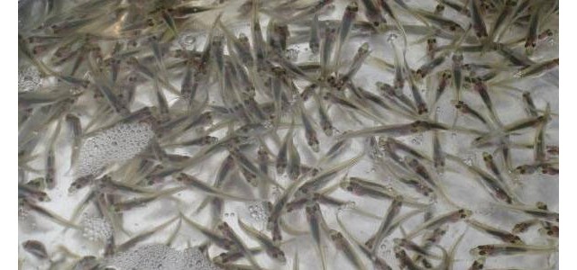 春季鱼种放养技术要点