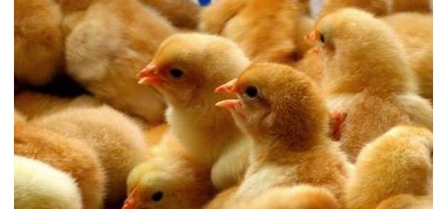 幼鸡呼吸困难什么原因？如何解决？