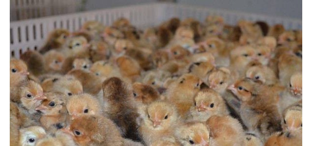 用什么温度给鸡苗加温？有哪些加温方法？