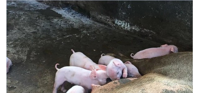 养猪课堂：挑选猪苗的“六不买”和“十二看”