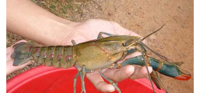 澳洲淡水龙虾怎么养殖？亩利润一万多的淡水龙虾养殖技术