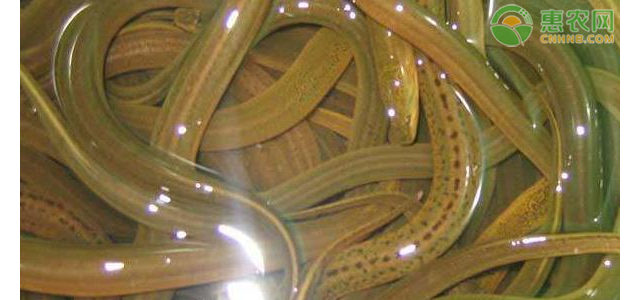 大棚养殖鳝鱼技术