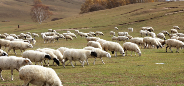 夏季牧羊的六个注意要点