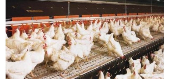 鸡白痢的临床症状及防治方案