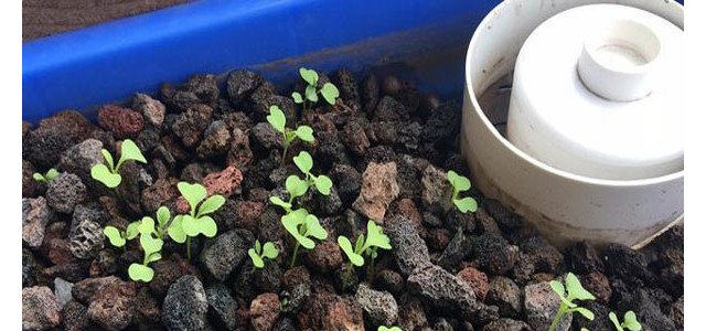 鱼菜共生系统如何在种植床上种植蔬菜