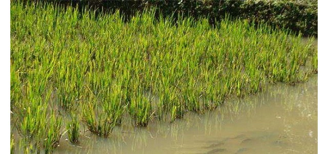 冬闲田的养鱼技巧分享