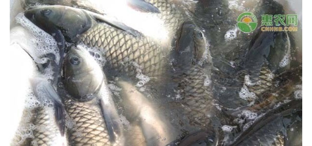 养殖课堂：鱼类越冬注意事项