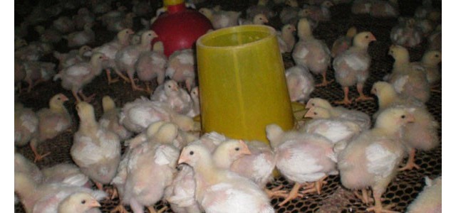 雏鸡的饲养管理工作要点