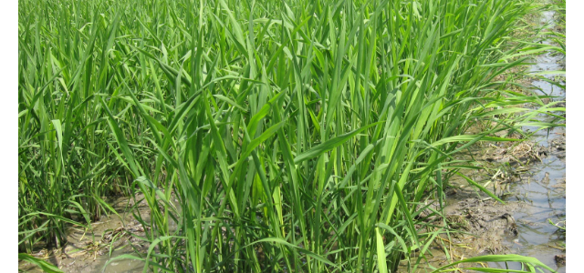 茭白纹枯病的症状、原因及防治措施