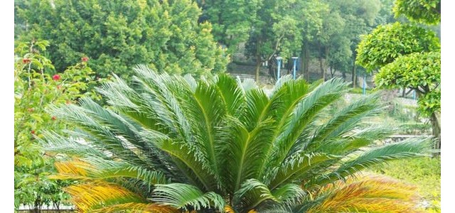 夏季铁树黄叶是哪些原因造成的？如何预防？