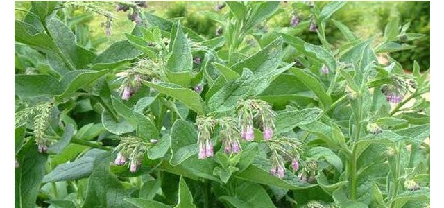 紫草的种植管理技术