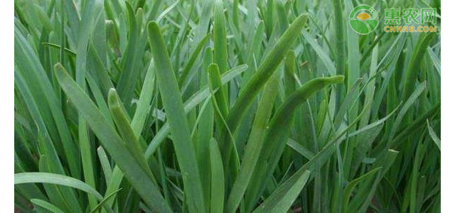 韭菜的无土栽培技术要点