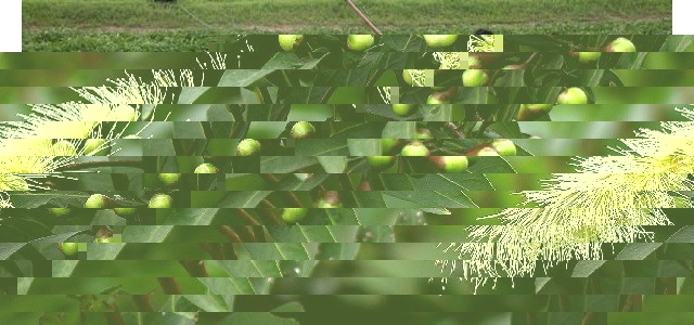 水芹的高产种植技术