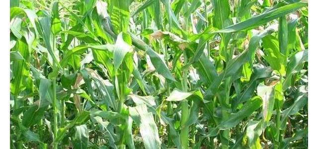 2021年滕州市夏玉米播种期、苗期病虫草害科学防控技术意见