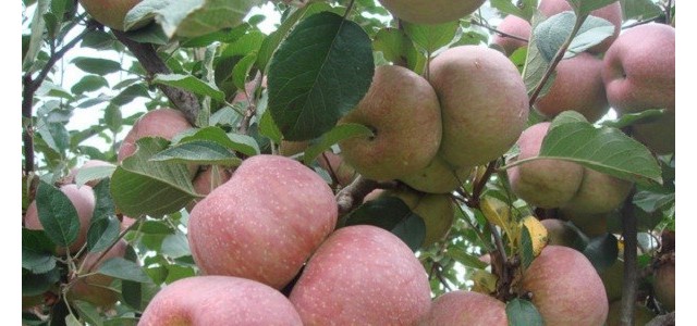 苹果树追肥时间和方法