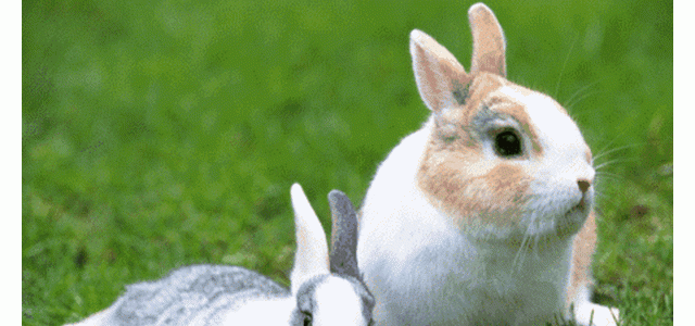 兔子感染球虫病如何处理？怎么预防？