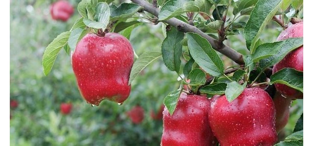 蛇果高产管理技术要点