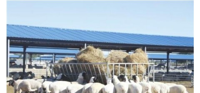 养殖课堂：羊夏季药浴的正确方法