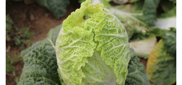 白菜烂心是怎么回事？如何防治？